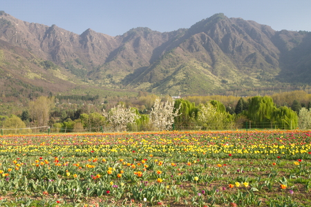 SRINAGAR, INDIA (April 2017) - Tulip festival - many tulips in the garden with mountain in backgroundのeditorial素材