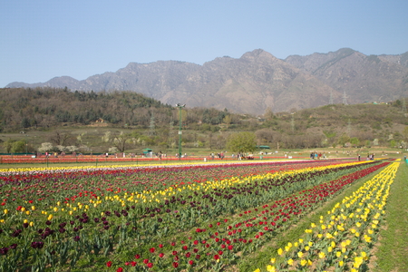SRINAGAR, INDIA (April 2017) - Tulip festival - many tulips in the garden with mountain in backgroundのeditorial素材