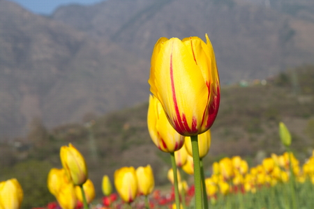 SRINAGAR, INDIA (April 2017) - Tulip festival - many tulips in the garden with mountain in backgroundのeditorial素材