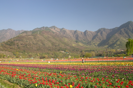 SRINAGAR, INDIA (April 2017) - Tulip festival - many tulips in the garden with mountain in backgroundのeditorial素材