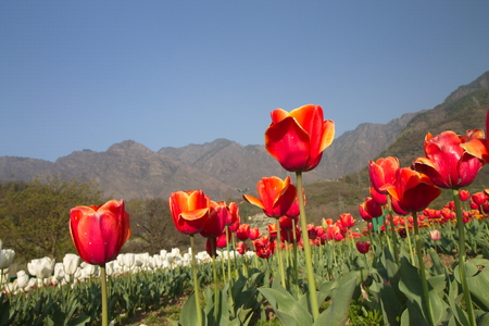 SRINAGAR, INDIA (April 2017) - Tulip festival - many tulips in the garden with mountain in backgroundのeditorial素材