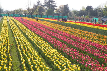 SRINAGAR, INDIA (April 2017) - Tulip festival - many tulips in the garden with mountain in backgroundのeditorial素材