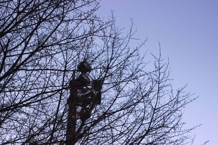 branch in winterの写真素材
