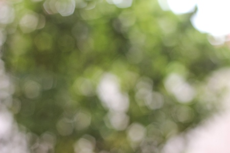 bokeh picture tecnical non focus the leafの写真素材