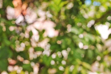 bokeh picture tecnical non focus the leafの写真素材