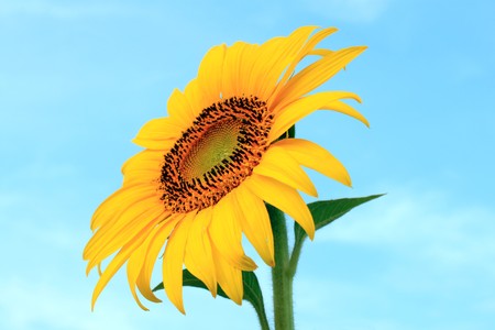 Sunflower from the garden @sarabui thailandの写真素材