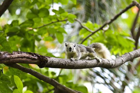 squirrel on a branch