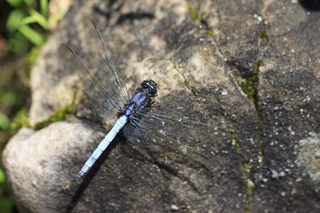 Dragonfly on the rockの写真素材