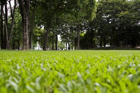 Tree and Grass in park - worm viewの写真素材