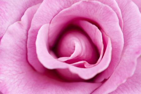 Close up of a single pink rose の写真素材