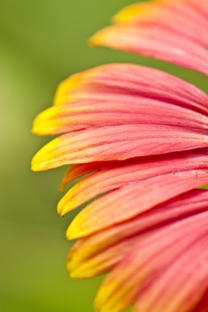 Macro background of beautiful gerbera flower petalsの写真素材