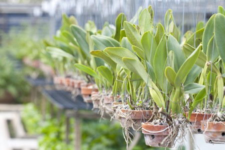 orchid in a nursery - Orchid houseの写真素材