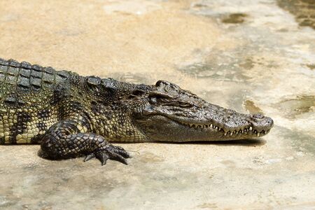 Large crocodile restingの写真素材