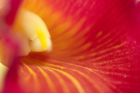 Colorfull orchid macro closeup - detail of orchid center, backgroundの写真素材