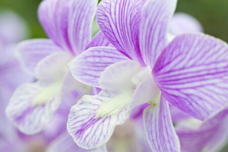 Beautiful orchid flower over blur backgroundの写真素材