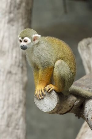 Squirrel monkey, Saimiri sciureus 