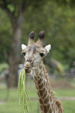Closeup a giraffe eating string beanの写真素材