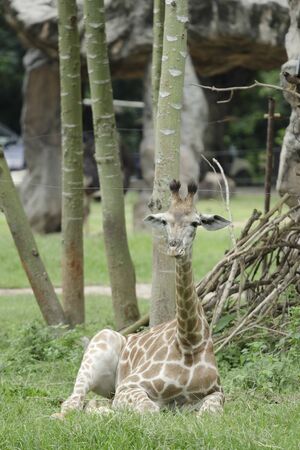 Relaxing young giraffeの写真素材