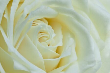 Closeup single yellow roseの写真素材