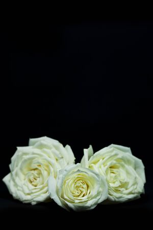 Three yellow rose on black backgroundの写真素材