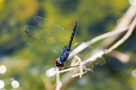 Dragonfly on stem with green background 