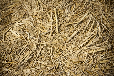 Straw texture 
