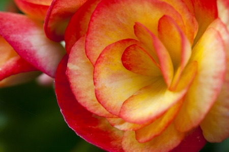 Beautiful red/orange begonias の写真素材
