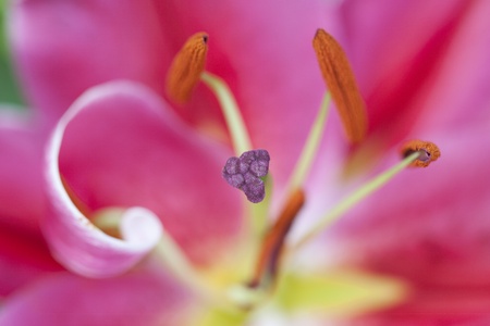 Pink lily flower - close upの写真素材