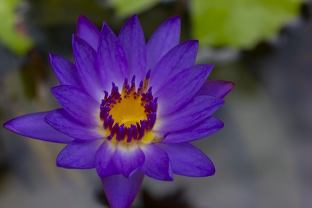Lotus flowerの写真素材