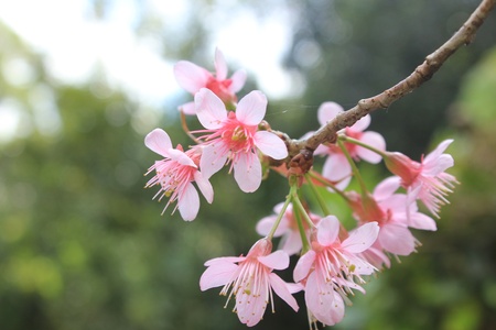 Wild Himalayan Cherry, Thai Sakuraの写真素材