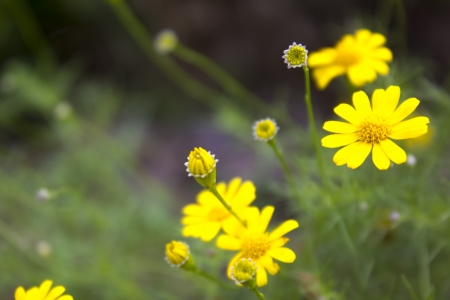 Golden Fleece or Dahlberg daisyの写真素材