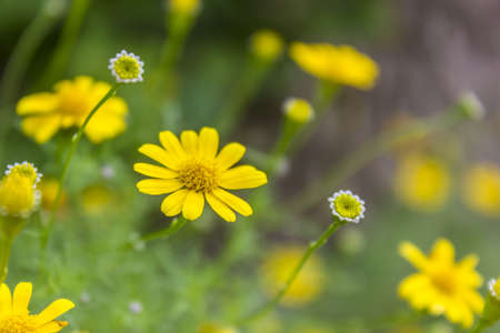 Golden Fleece or Dahlberg daisyの写真素材
