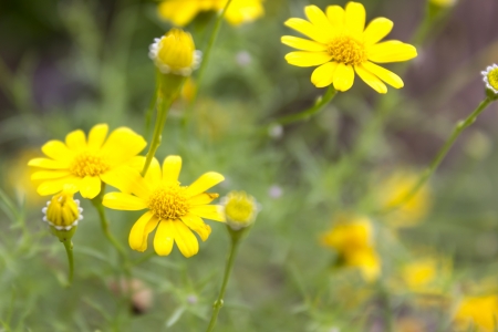 Golden Fleece or Dahlberg daisyの写真素材