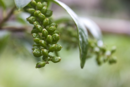 Antidesma ghaesembills, MaMao Lacal Fruit from Thailand の写真素材