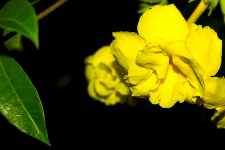 Golden Trumpetの写真素材