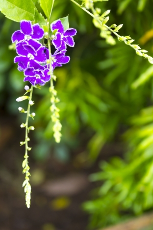 Golden dewdrop, sky flower, Pigeon berryの写真素材