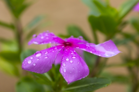 Vinca, Apocyanceae, Vinca rosea, Periwinkleの写真素材