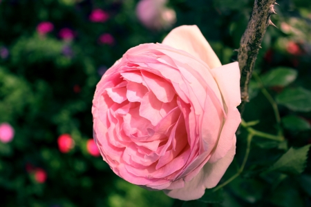 Pink rose in gardenの写真素材
