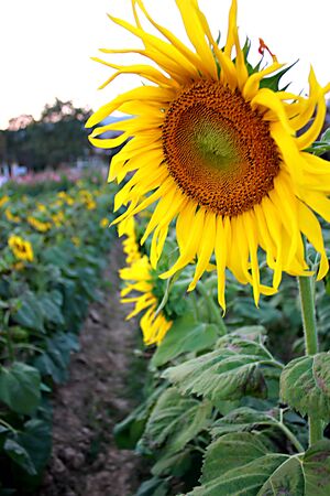 Sunflower in the gardenの写真素材