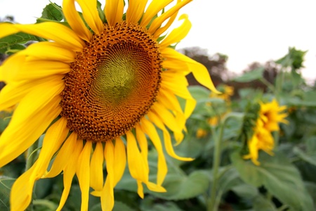 Sunflower in the gardenの写真素材