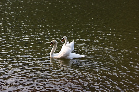 Couple Swanの写真素材