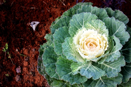 Acephala Group Kale, Flowering Cabbage, Ornamental Cabbageの写真素材
