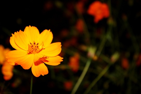 Orange Cosmos flowerの写真素材