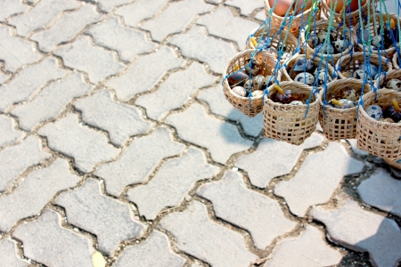 Quail eggsの写真素材