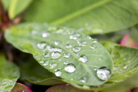 Drops on green leafの写真素材