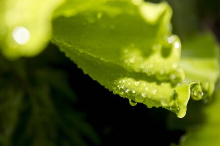 Drops on green leafの写真素材