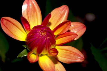 Gender dahliaの写真素材