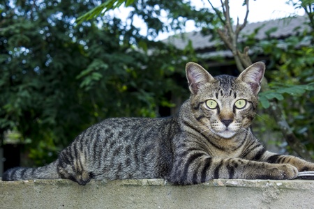 Thai Catの写真素材