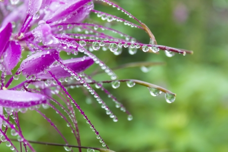 Drops of water on Spider fllower cleomeの写真素材