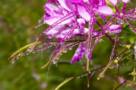 Drops of water on Spider fllower cleomeの写真素材